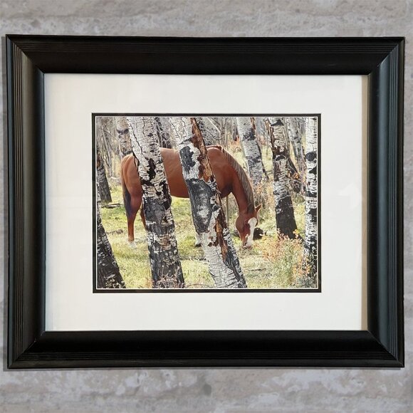 Fine Art HORSE in ASPEN Original Photography 11 x 14 Print Signed with COA - Picture 1 of 2